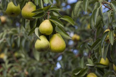 Olgun armutlar dalda 