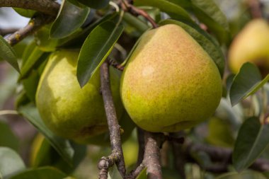 Olgun armutlar dalda 