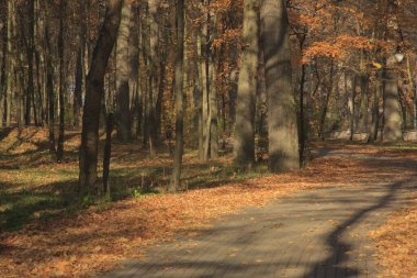 Sonbahar parkının arka sokağı, güneş ışığıyla kaplıydı.