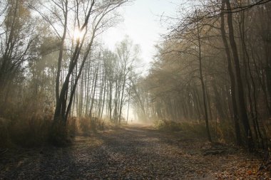 Sisli bir sabahta sonbahar parkı sokağı