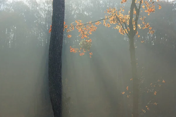 Parque Otoño Luz Del Sol Mañana Niebla —  Fotos de Stock