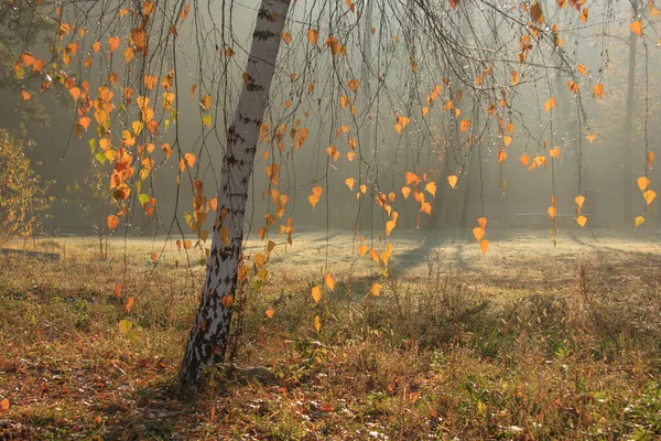 Birch Podzimním Parku — Stock fotografie