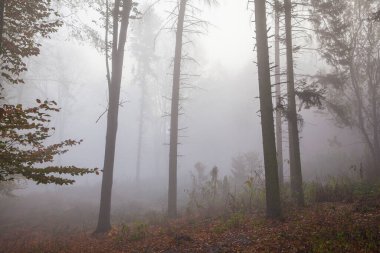 Sabah sisinde sonbahar kayın ormanı. Düşmüş yapraklar.