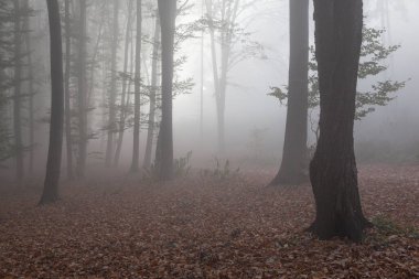 Sabah sisinde sonbahar kayın ormanı. Düşmüş yapraklar.