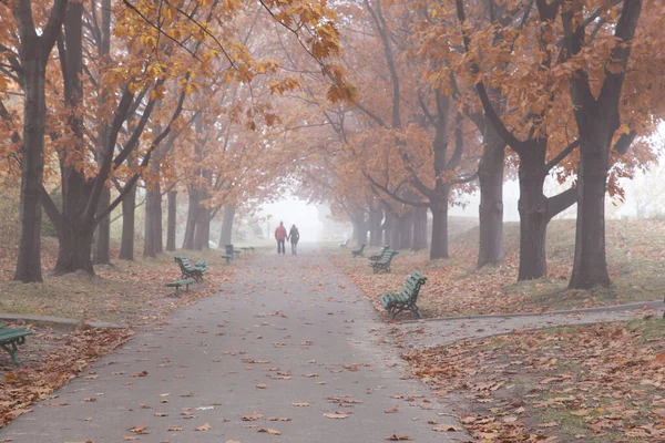 Аллея Осеннего Парка Тумане Осенняя Дубовая Аллея — стоковое фото