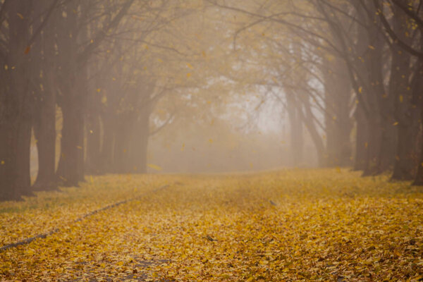 Autumn park alley in the fog