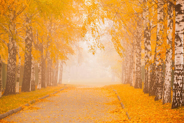 Autumn birch alley of a foggy park with fallen yellow leaves