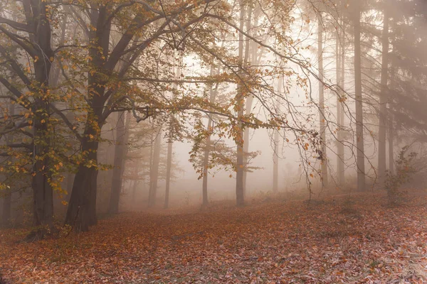 Bosque Haya Otoño Niebla Mañana Alfombra Hojas Caídas —  Fotos de Stock