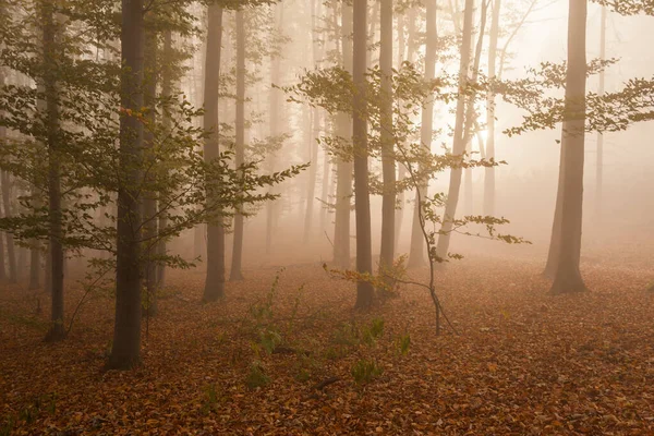 Bosque Haya Otoño Niebla Mañana Alfombra Hojas Caídas —  Fotos de Stock