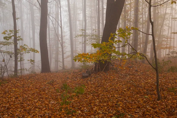 Floresta Faia Outono Nevoeiro Manhã Tapete Folhas Caídas — Fotografia de Stock