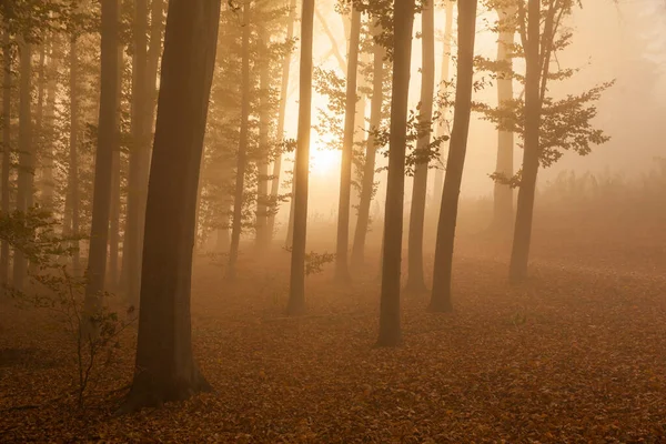 Bosque Haya Otoño Niebla Mañana Alfombra Hojas Caídas —  Fotos de Stock