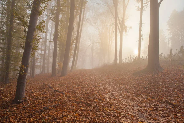 Bosque Haya Otoño Niebla Mañana Alfombra Hojas Caídas —  Fotos de Stock