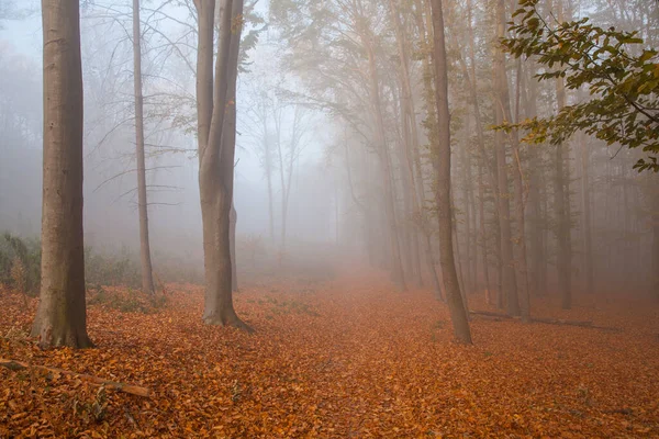 Hêtraie Automne Dans Brouillard Matinal Tapis Feuilles Tombées — Photo