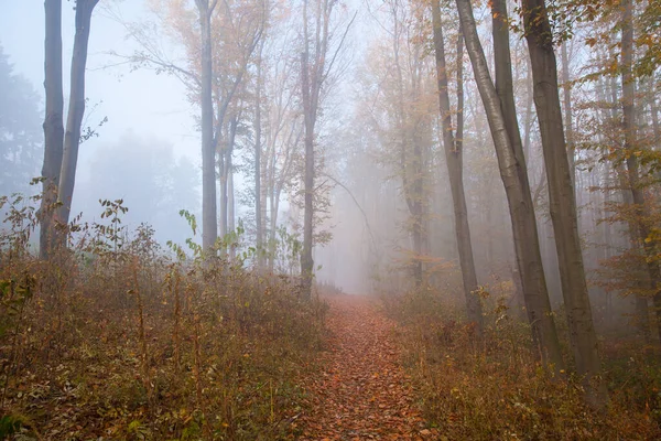 Bosque Haya Otoño Niebla Mañana Alfombra Hojas Caídas — Foto de Stock