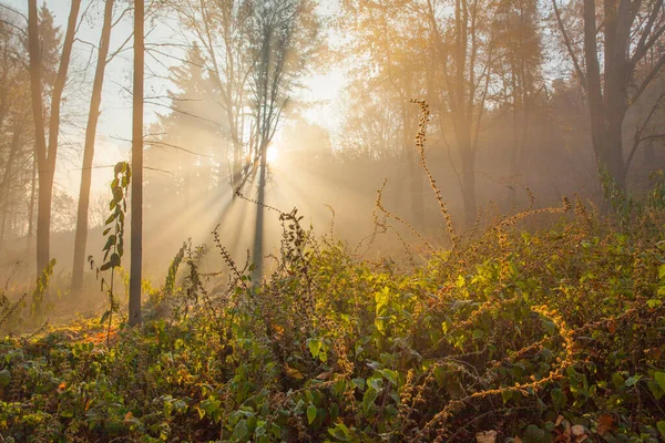 Autumn forest in a foggy morning at sunrise. Sun rays in foggy autumn forest