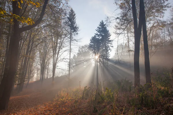 Herbstwald Einem Nebligen Morgen Bei Sonnenaufgang Sonnenstrahlen Nebligen Herbstwald — Stockfoto