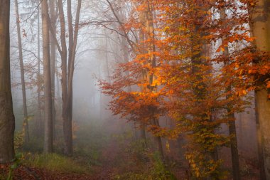 Sonbahar ormanı sisli bir sabahta gün doğumunda. 