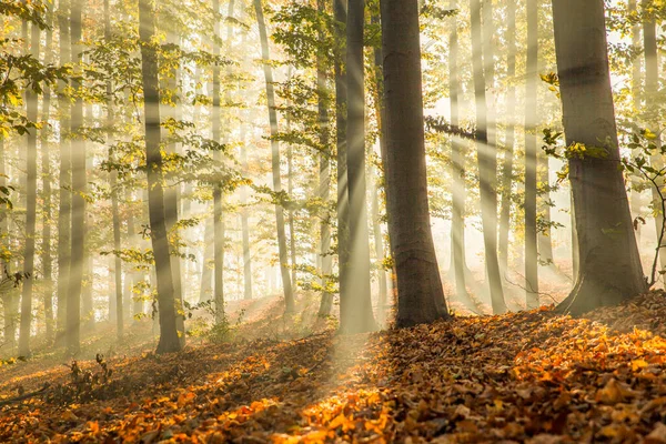 Herbstwald Einem Nebligen Morgen Bei Sonnenaufgang Sonnenstrahlen Nebligen Herbstwald — Stockfoto