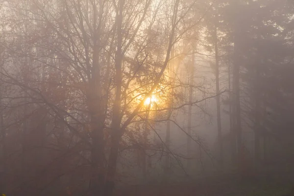 Autumn Forest Foggy Morning Sunrise — Stock Photo, Image
