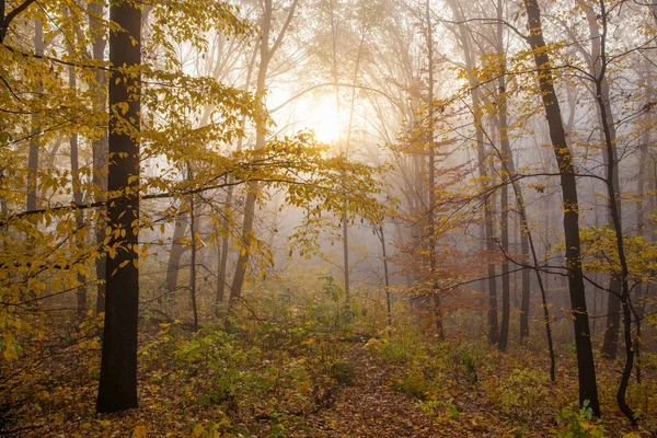 Bosque Otoño Una Mañana Brumosa Amanecer — Foto de Stock