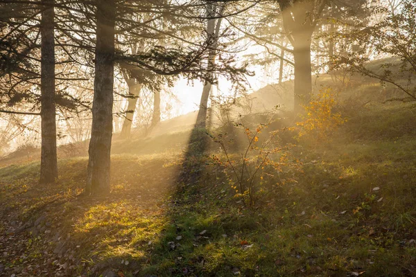 Bosque Otoño Una Mañana Brumosa Amanecer — Foto de Stock