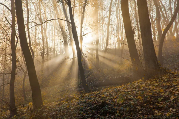 Bosque Otoño Una Mañana Brumosa Amanecer Rayos Sol Bosque Otoño — Foto de Stock