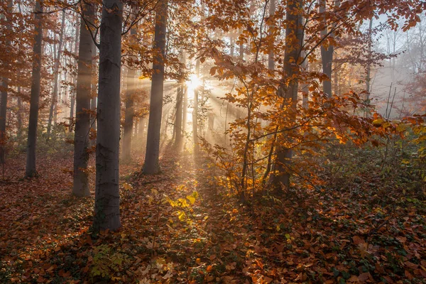 Herbstwald Einem Nebligen Morgen Bei Sonnenaufgang Sonnenstrahlen Nebligen Herbstwald — Stockfoto