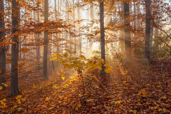 日の出の霧の朝の秋の森 霧に包まれた秋の森の中の太陽光線 — ストック写真