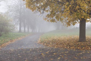 Parkın sonbahar sokağı sisli