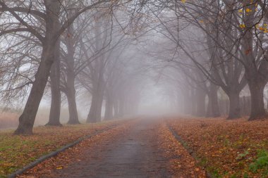 Parkın sonbahar sokağı sisli