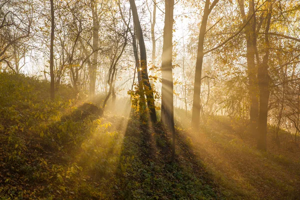 Bosque Otoño Una Mañana Brumosa Amanecer Rayos Sol Bosque Otoño — Foto de Stock