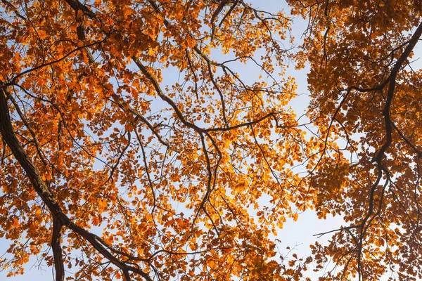 Herbstblätter Zweigen Sonnenlicht — Stockfoto