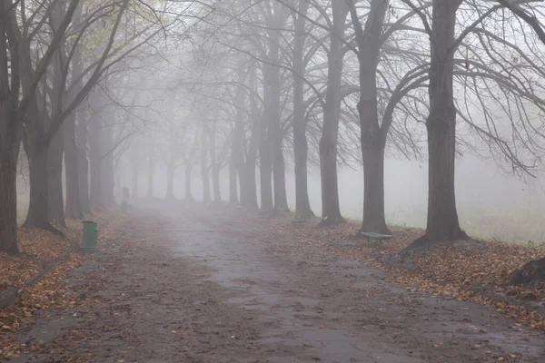 Callejón Otoño Del Parque Niebla —  Fotos de Stock