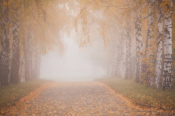 Birch alley in the autumn foggy park