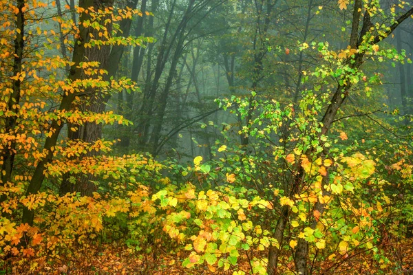 Outono Queda Parque Outono Árvores Folhas Outono — Fotografia de Stock