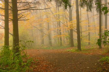 Kayın ormanında bir sokak.