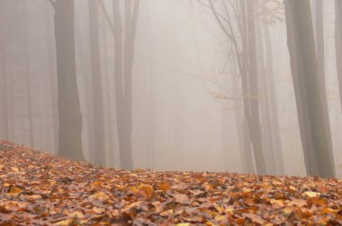 Düşen yapraklar sisli ağaç gövdelerinin arka planına karşı