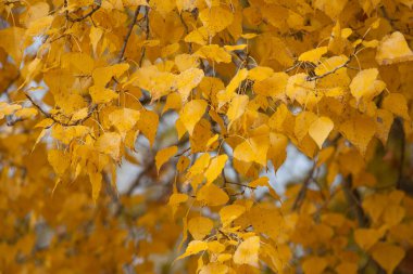 sarı kavak yaprakları dallarda