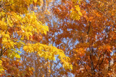 Güzel bir sonbahar meşesi yaprakları güneşli bir günde dallarda