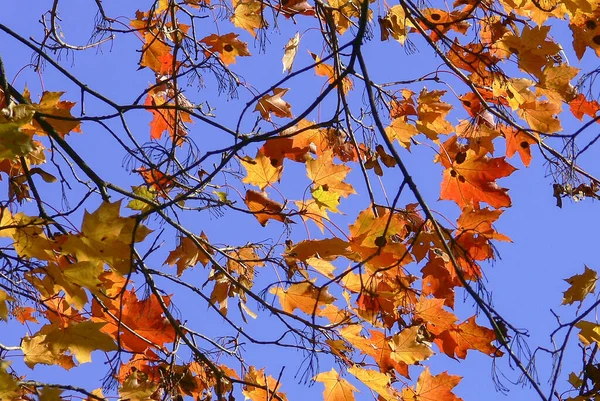 Ahornblätter Gegen Den Blauen Himmel Einem Strahlenden Herbsttag — Stockfoto