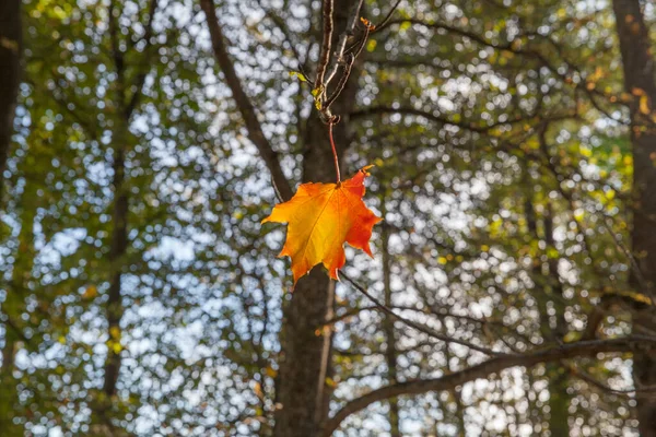 Folha Bordo Outono Árvore — Fotografia de Stock