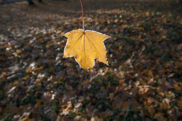 Gele Esdoorn Blad Bedekt Met Vorst — Stockfoto