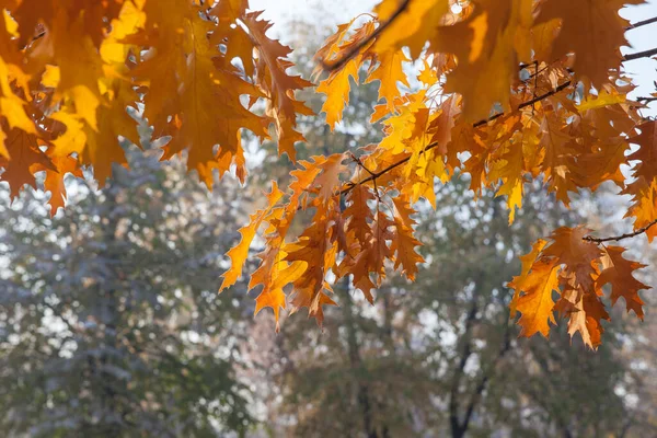 Schöne Herbstliche Eichenblätter Auf Zweigen Einem Sonnigen Tag — Stockfoto