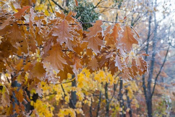 Schöne Herbstliche Eichenblätter Auf Zweigen Einem Sonnigen Tag — Stockfoto