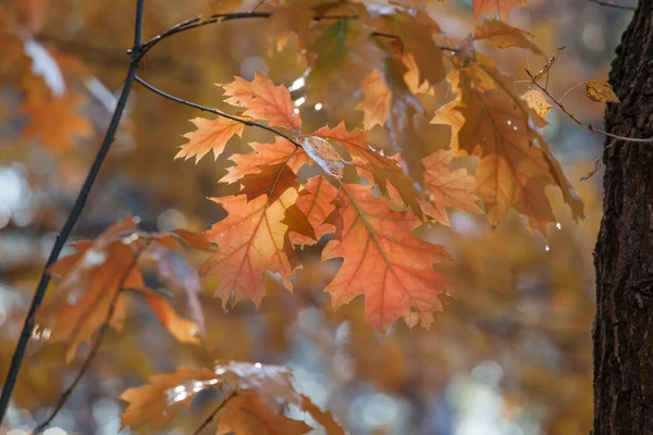 Schöne Herbstliche Eichenblätter Auf Zweigen Einem Regnerischen Tag — Stockfoto