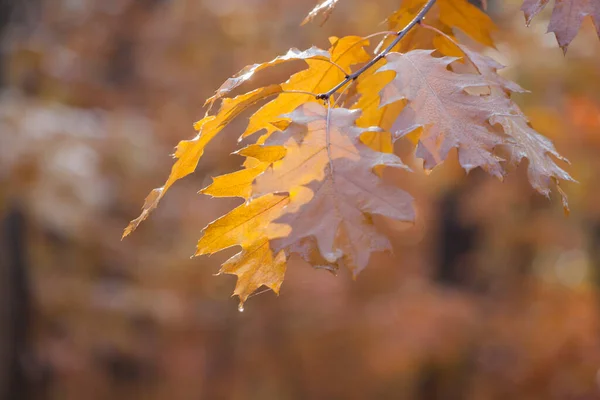 Schöne Herbstliche Eichenblätter Auf Zweigen Einem Regnerischen Tag — Stockfoto