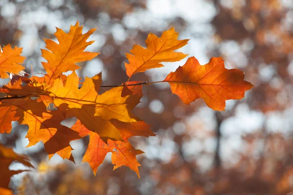 Schöne Herbstliche Eichenblätter Auf Zweigen Einem Sonnigen Tag — Stockfoto