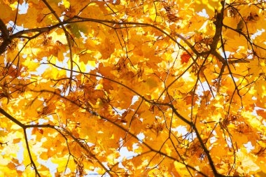Sarı akçaağaç yaprakları açık bir sonbahar gününde mavi gökyüzüne vurur.