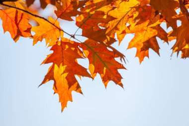 Güzel bir sonbahar meşesi yaprakları güneşli bir günde dallarda