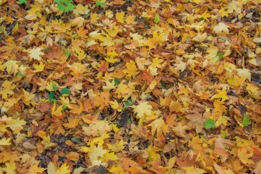 Sonbahar akçaağaç yaprakları yerde.